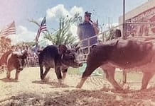 All-American Pig Racing at The Great Darke County Fair
