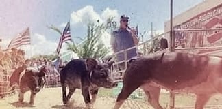 All-American Pig Racing at The Great Darke County Fair