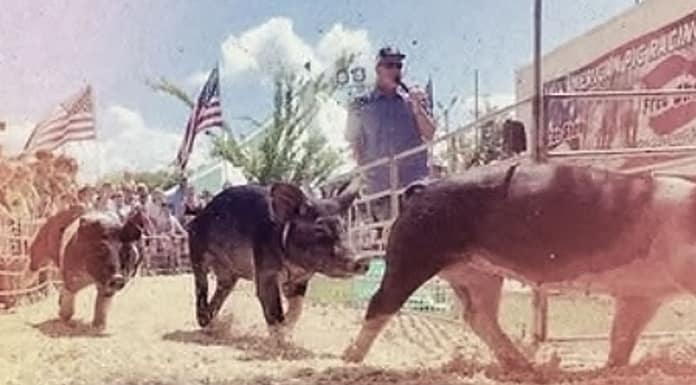 All-American Pig Racing at The Great Darke County Fair