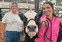 My County Link @ the fair – Showing Steer