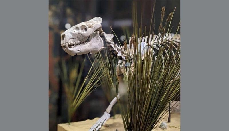 Museum Tour in '24 - Boonshoft Museum of Discovery | My County Link