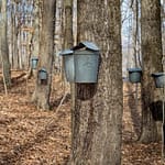 Maple Syrup Festival