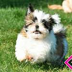 April is Animal Cruelty Prevention Month, My County Link talks to Darke County experts