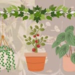 GPL to host plant cuttings & starts swap in May