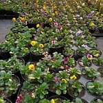 Richland Gardens discusses greenhouse inventory