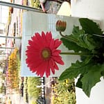 Richland Gardens: Should I deadhead my plants?
