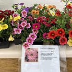 Richland Gardens: Spreading, trailing, and mounding petunias