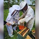 The Art of Beekeeping coming to GPL in June