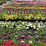 Richland Gardens: What Should I Plant?