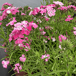 Richland Gardens discusses petunia trimming