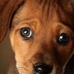 Avoiding Lost Pet Scams: A Guide to Protecting Your Money puppy