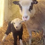 Baby lamb born in Arcanum on eclipse day