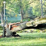 Adopt a Tree Program donation information