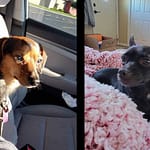 My County Link’s Humane Society Pets of the Week: Rusty & Tiny