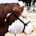 Darke County Cattlemen’s Association propose 2024 Spring Show
