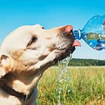 Keeping pets safe in the summer heat