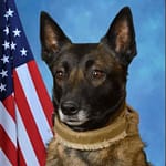 K-9 Officer Bruno helps UCPD make drug arrest
