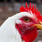 Poultry Skillathon set for July 20 & 23