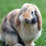 Rabbit Skillathon set for July 16