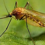 Mosquito in Arcanum Baseball Park tests positive for West Nile Virus