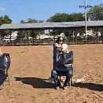 Darke County Jr. Fair Horse Committee Pie in the Face