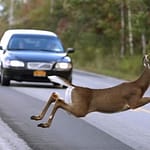 Driving safety during deer mating season in Ohio: Dangers & Precautions