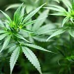 Greenville Mayor speaks out about recreational cannabis
