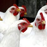 Nearly a million chickens test positive for bird flu in Darke County