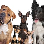 The importance of renewing your dog’s license
