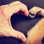 Care for community pets: Introducing low-cost humane euthanasia services