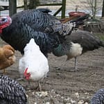 Bird flu cases continue to spread in Darke and Mercer counties