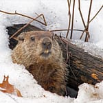 The history, meaning of Groundhog Day