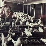 Poultry Days moves forward despite recent bird flu scare