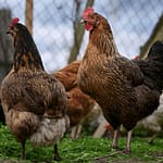 Piqua City Commission to consider backyard chicken ordinance