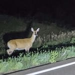 Ansonia man injured in crash while avoiding deer