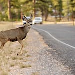 Drivers urged to use caution during deer season