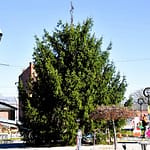 Christmas Tree arrives in Downtown Greenville