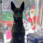 Piqua PD shares appreciation of K-9 food donation