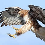 Red-tailed hawk missing from Shawnee Prairie