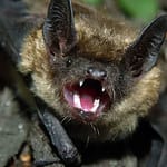 Bat in Darke County tests positive for rabies