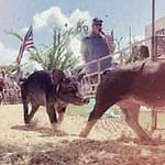 All-American Pig Racing at The Great Darke County Fair