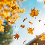 Director’s Corner: Autumn is waiting