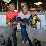My County Link @ the fair – Showing Lambs