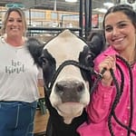 My County Link @ the fair – Showing Steer