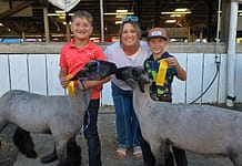 My County Link @ the fair – Showing Lambs