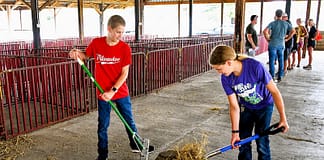 Sheep and Lamb Club members pitch in to prepare for Great Darke County Fair