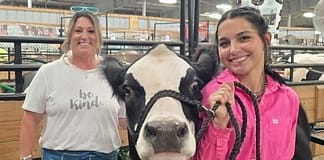 My County Link @ the fair – Showing Steer