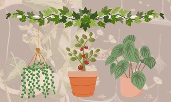 GPL Plant Cuttings Swap