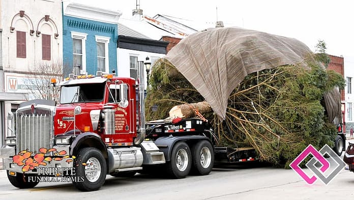 Christmas Tree Arrival 2024 (1)