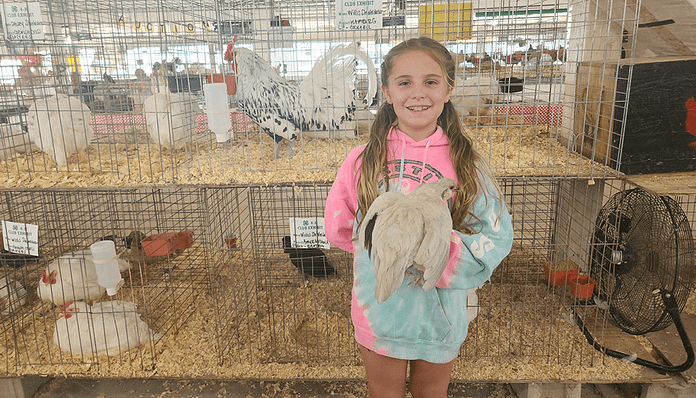 Daisy Chicken feature